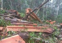 Ilegal Loging di OKU Selatan, Masyarakat Khawatirkan Dampak Banjir Bandang