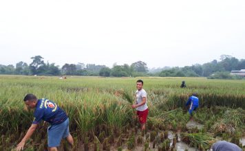 Membantu Memanen Padi Milik Warga Satgas TMMD Manunggal Dengan Rakyat