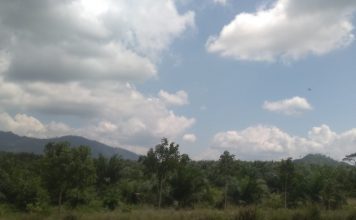 Kebun Sawit Tak Bernama Di Kawasan Hutan Lindung Milik Penguasa ‘’ Ada Apa KLHK Diam?