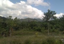 KLHK Dan Hukum Bungkam Kebun Sawit Di Kawasan Hutan Lindung Milik Penguasa Kebal Hukum Ada Apa??