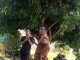 OKNUM SEKDES DESA TENGAH.KEC.PANTE DENGAN AROGAN MENGUSIR JURNALIS