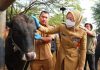 Jelang Idul Adha, Bupati Anne Mitigasi Hewan Ternak
