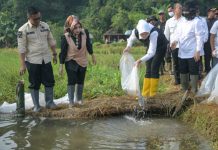 Komitmen Dukung Ketahanan Pangan dan Gizi, Bupati Purwakarta Tebar Ribuan Benih Ikan Nila