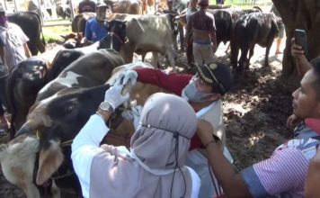 Bupati Anne: Stok Berlimpah, Ketersediaan Hewan Kurban di Purwakarta Sangat Aman