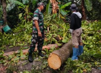 Gerak cepat, Babinsa Bantu Evakuasi Pohon Tumbang