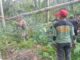 Babinsa Koramil Ampel Bersama Warga Evakuasi Pohon Tumbang dan Perbaiki Rumah warga