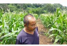 Heboh adanya keluhan petani jagung Membeli obat hama Malah Merusak rusak Tanamam