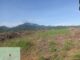 Sawit Ilegal Di HL Gunung Tarak, Petugas KPH Beberkan Data 6 Orang Pemilik.