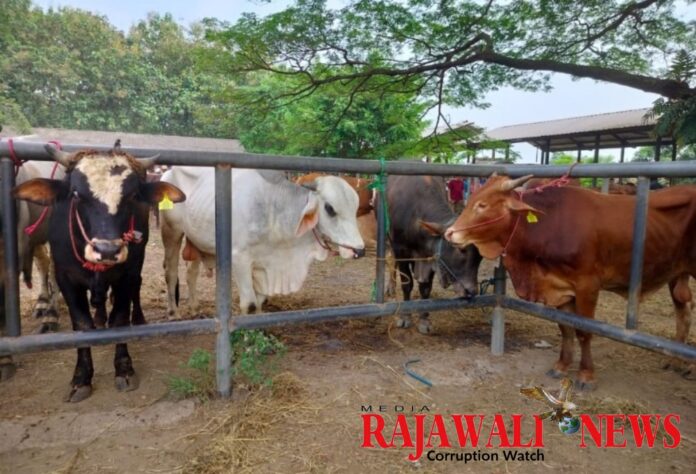 Program SIKOMANDAN Purwakarta Perbanyak Populasi Ribuan Hewan Ternak