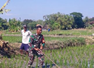 Babinsa Simo Tak Segan Bantu Matun Petani