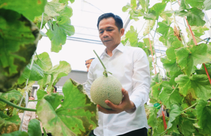 Panen Melon dan Harapan Baru untuk Petani Muda Purwakarta