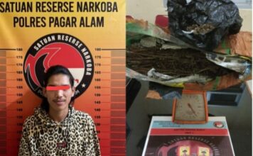Sat Resnarkoba Polres Pagar Alam, Amankan Hampir Satu Kilogram Ganja, Satu Tersangka Di Tangkap