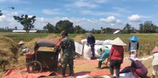 Wujudkan Ketahanan Pangan Nasional, Babinsa Ngadirenggo Dampingi Petani Panen Padi