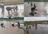 Wujud Ketahanan Pangan, Babinsa Rembang Dampingi Petani Tanam Padi Di Sananwetan