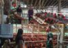 Dukung UMKM Warga, Babinsa Purwantoro Sambangi Peternak Ayam Petelur
