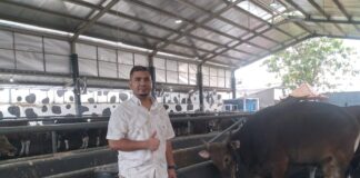 Dari 200 Tinggal 50 Ekor, Demang Farm Kebanjiran Pembeli Jelang Idul Adha
