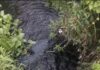 DIMINTA KEMENTRIAN LINGKUNGAN HIDUP DAN GAKUM BERTINDAK PT IYAL BUANG LIMBAH CAIR KE SUNGAI GEDUNG BURU